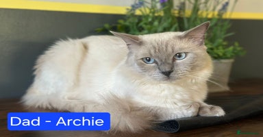 Ragdoll cats - Advert 13