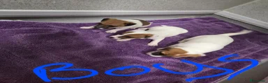 Jack Russell Puppy 3