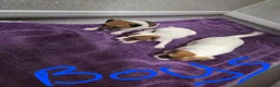 Jack Russell dogs for sale: Jack russell pups  in Stevenston - Advert 13