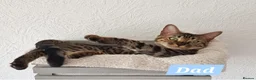Mixed Breed cats for sale: Russian Blue & Bengal Cross kittens - Advert 16