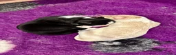 Border Collie dogs for sale: Beautiful Border Collie Puppies-KC Registered - Advert 15