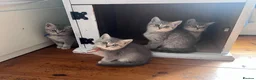 British Shorthair cats for sale: Beautiful GCCF kittens - READY NOW - Advert 1