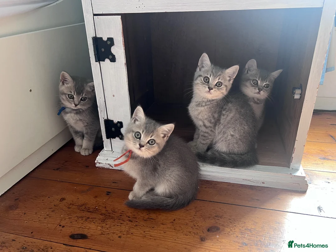 British Shorthair cats for sale: Beautiful GCCF kittens - READY NOW - Advert 1