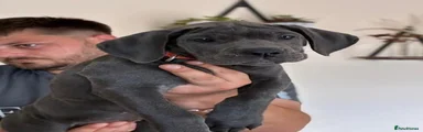 Cane Corso 2