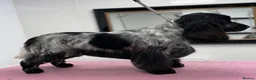 Cocker Spaniel dogs for sale: KC litter of show cocker spaniels in Manchester - Advert 3