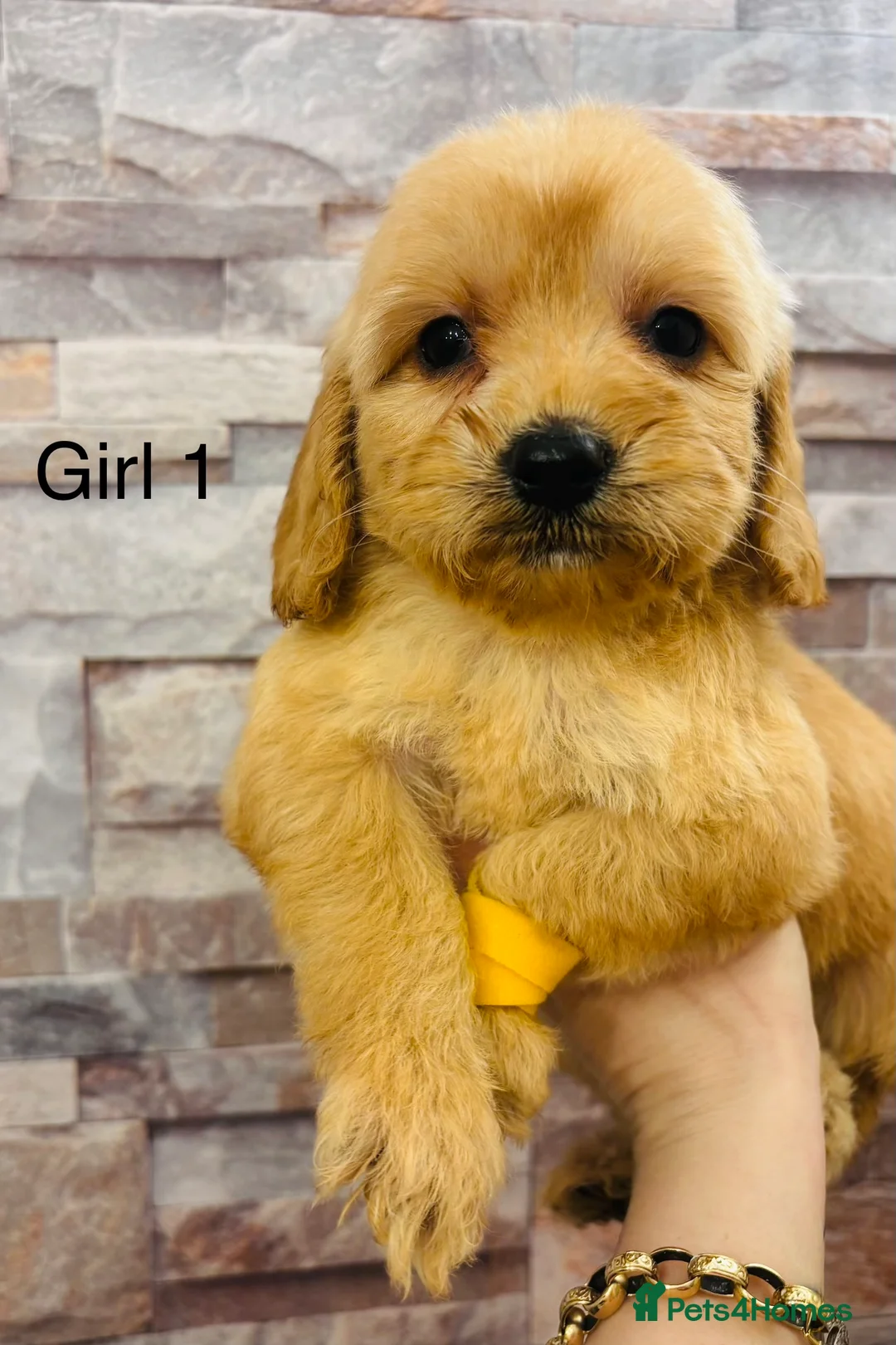 Cavapoochon dogs for sale: **reduced** Adorable  Cavapoochon puppies   - Advert 2