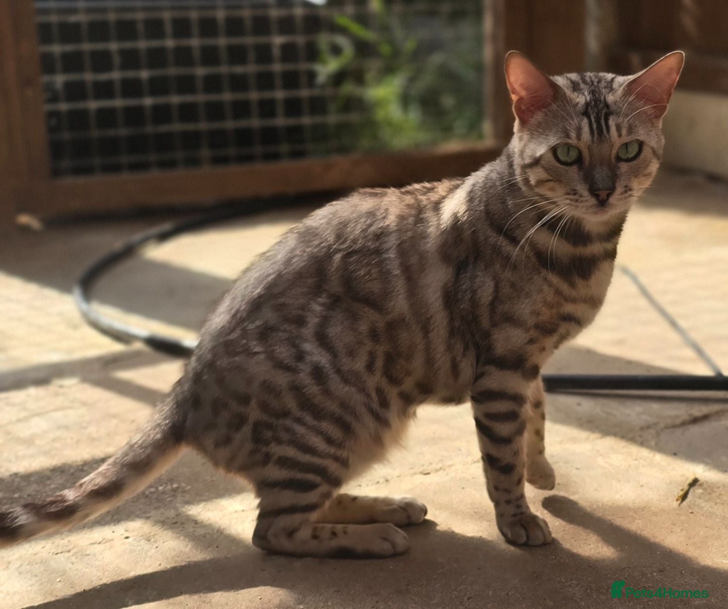 Bengal cats Tica registered Silver Bengal girl - Advert 2