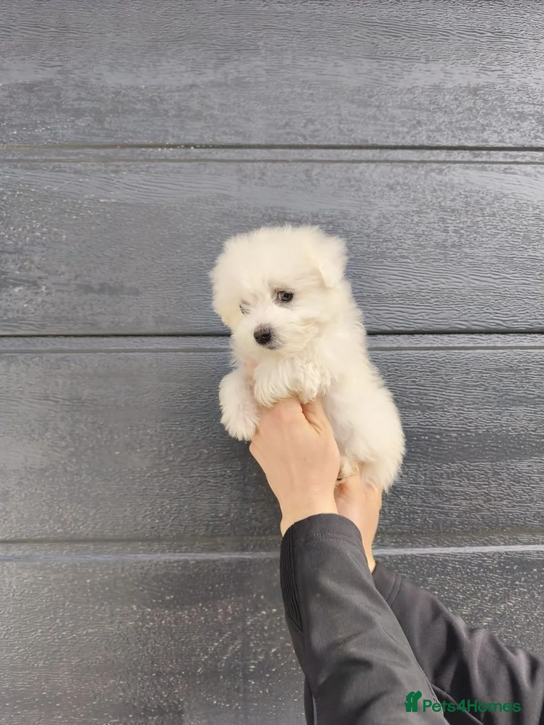 Maltipoo dogs for sale: Maltipoo puppy's  - Advert 2
