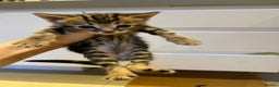 Bengal cats for sale: BEAUTIFUL BENGAL CROSS KITTENS-TWO GIRLS LEFT  - Advert 19