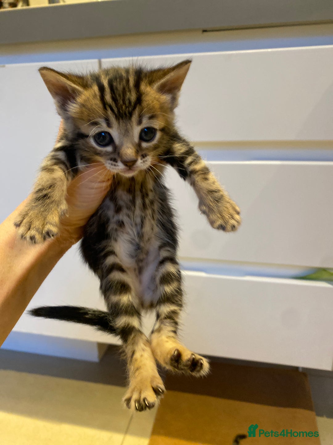 Bengal cats for sale: BEAUTIFUL BENGAL CROSS KITTENS-TWO GIRLS LEFT  - Advert 19