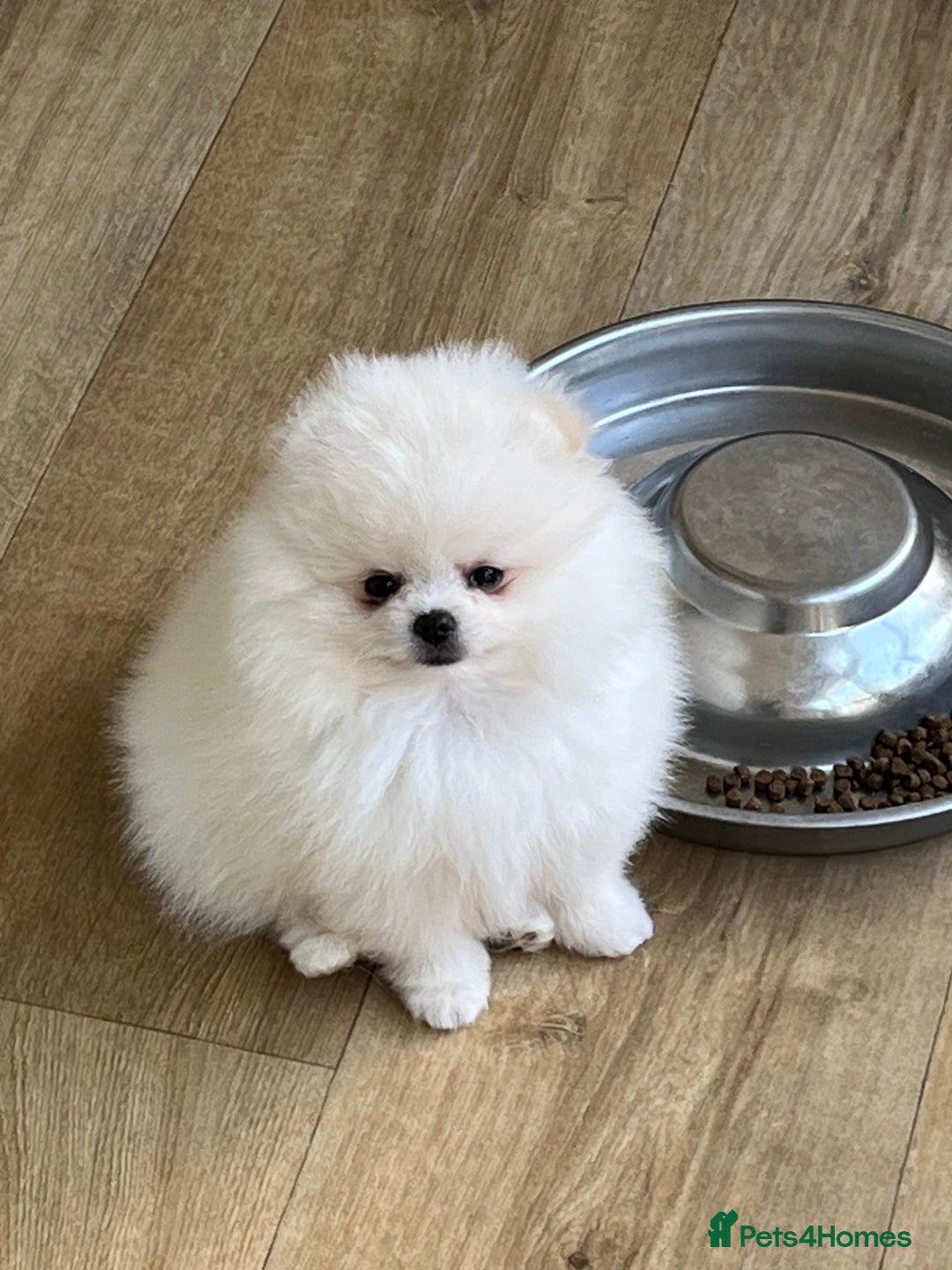 Pomeranian dogs for sale: Amazing Pom Puppies from Five Star breeder.  - Image 9