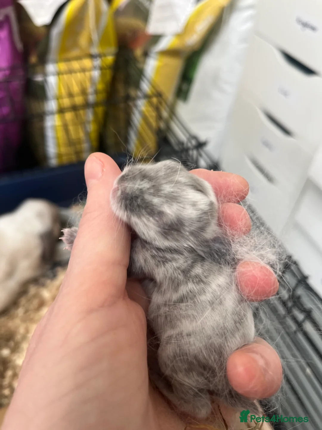 Mini Lop rabbits for sale: Gorgeous Mini Lops - Advert 8