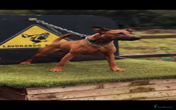 Dobermann dogs for sale: F1b working dobermann puppies - Image 2