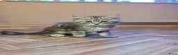 Mixed Breed cats for sale: Gorgeous main coon cross ragdoll kittens - Advert 6