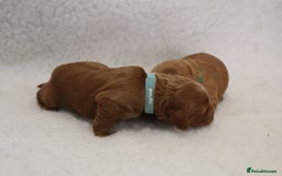 Cockapoo dogs for sale: 5* BREEDER F1 COCKAPOO PUPS - Image 6