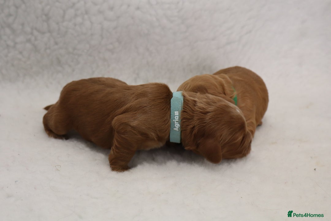 Cockapoo dogs for sale: 5* BREEDER F1 COCKAPOO PUPS - Image 6