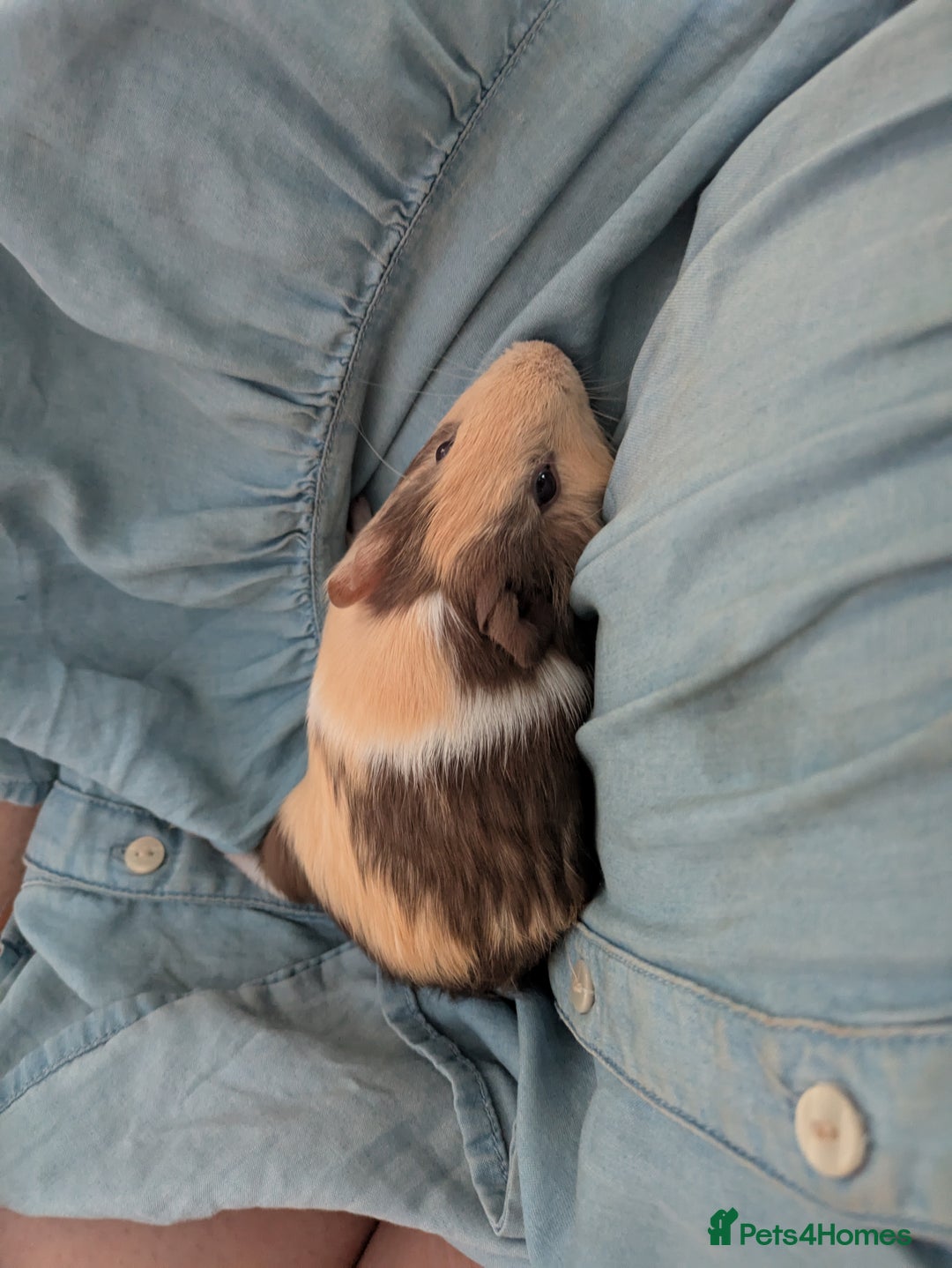 Guinea Pig rodents for sale: Male Guinea Pig  - Image 3