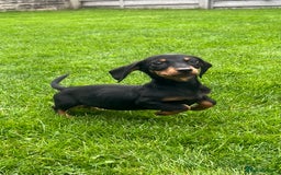 Miniature Dachshund dogs for sale: Miniature Dachshund Boys and Girls - Image 23