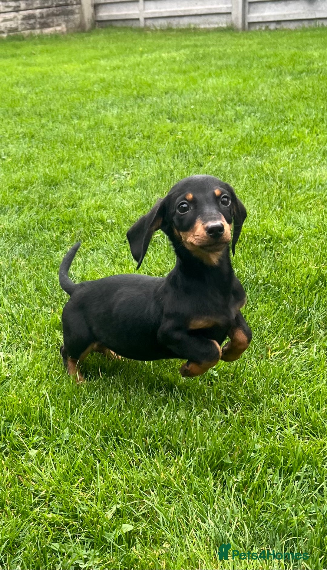 Miniature Dachshund dogs for sale: Miniature Dachshund Boys and Girls - Image 23
