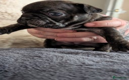 French Bulldog dogs for sale: Beautiful french bulldog puppies  - Image 3