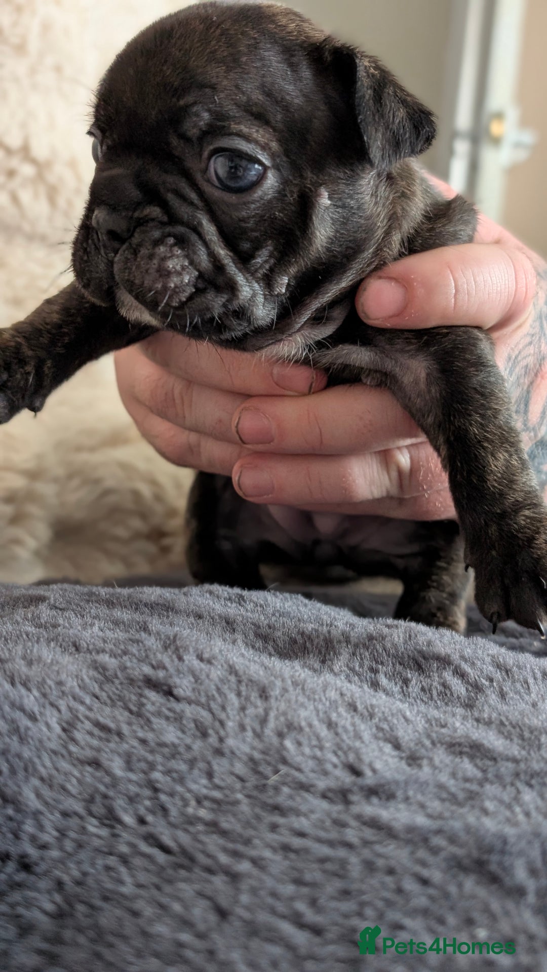 French Bulldog dogs for sale: Beautiful french bulldog puppies  - Image 3