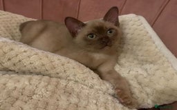Burmese cats for sale: Exceptional Burmese Kittens  - Image 12