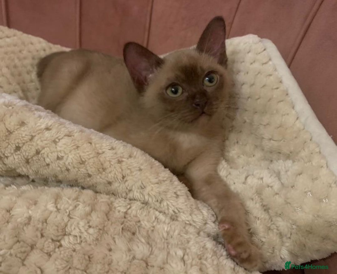 Burmese cats for sale: Exceptional Burmese Kittens  - Image 12