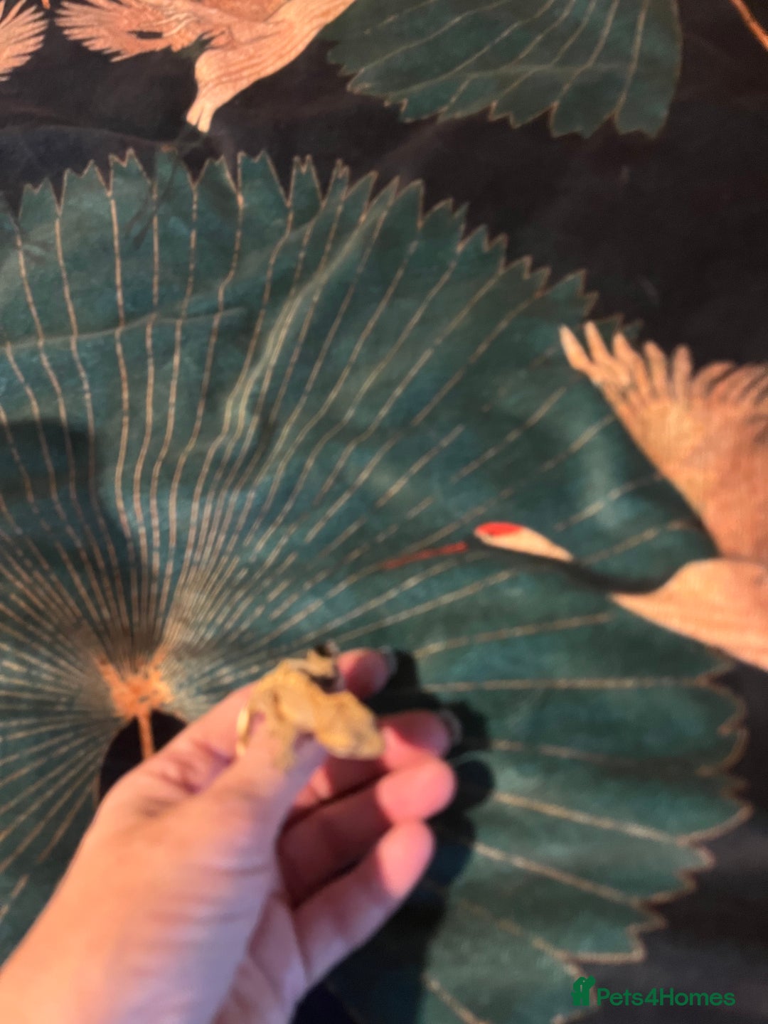 Gecko reptiles for sale: Crested gecko babies  - Advert 8