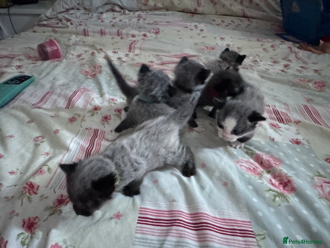 Mixed Breed cats for sale: Beautiful playful boy kittens  - Image 12