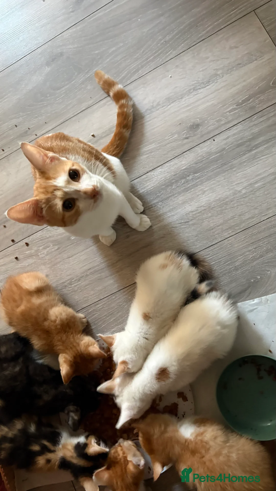 Mixed Breed cats for sale: Adorable mixed breed kittens for sale  - Advert 2