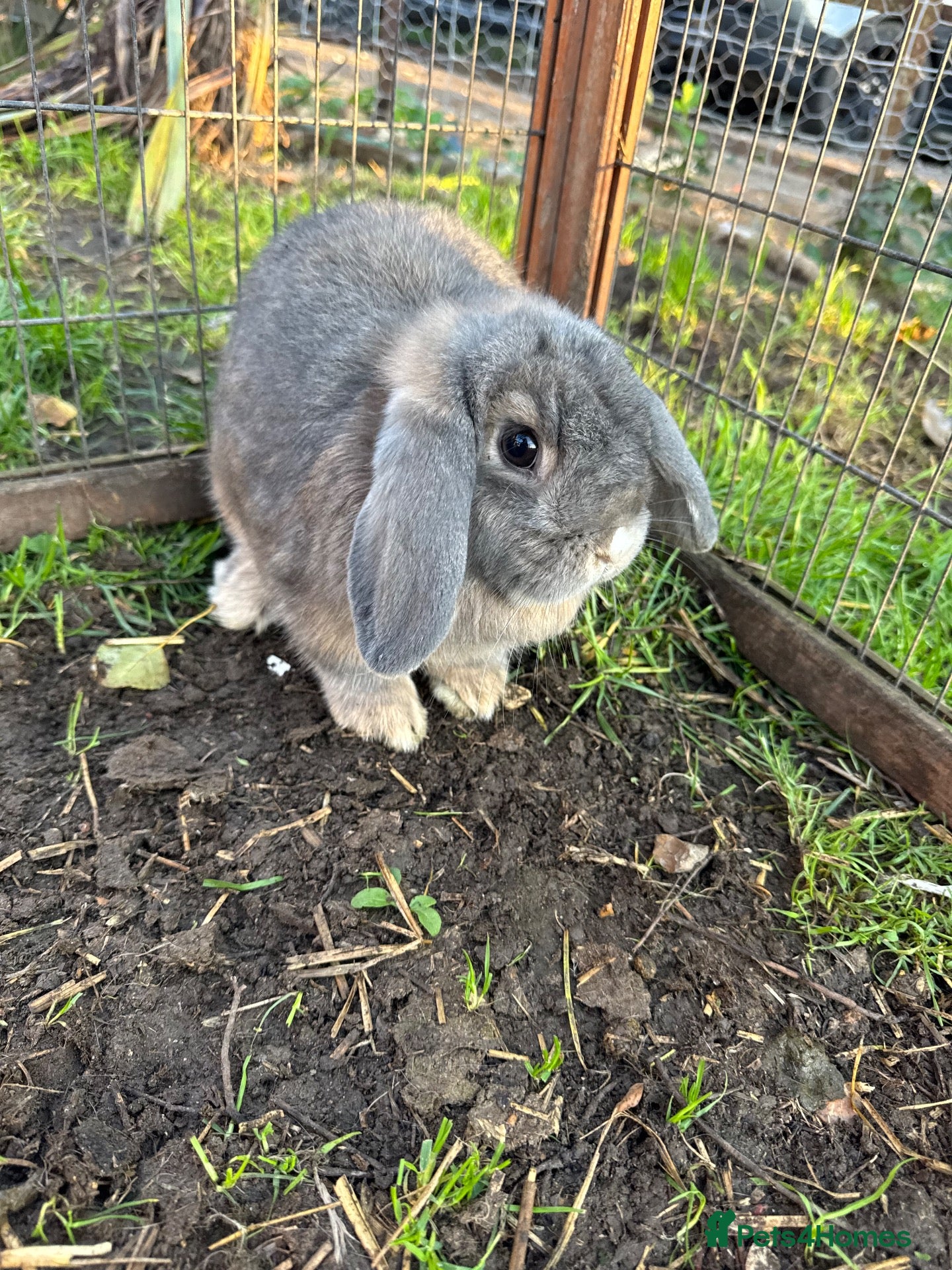Mini Lop rabbits Rabbits for sale mini lop - Advert 6
