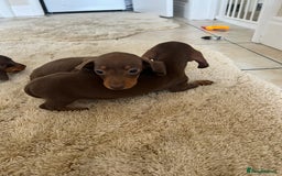 Dachshund dogs for sale: Dachshund puppies  - Image 6