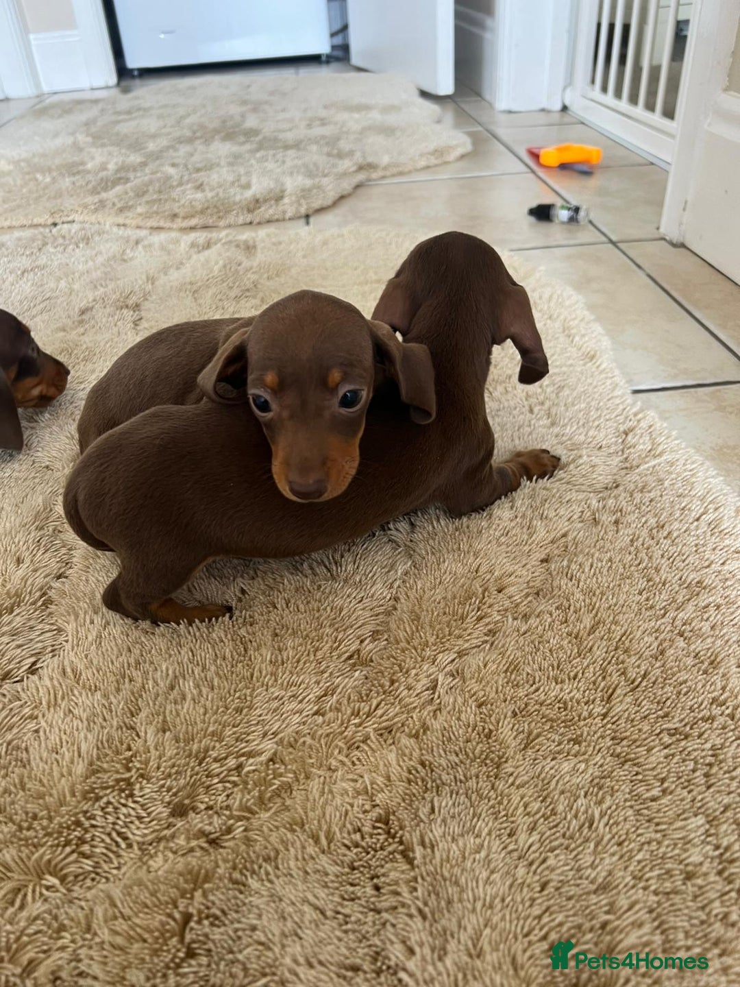 Dachshund dogs for sale: Dachshund puppies  - Image 6