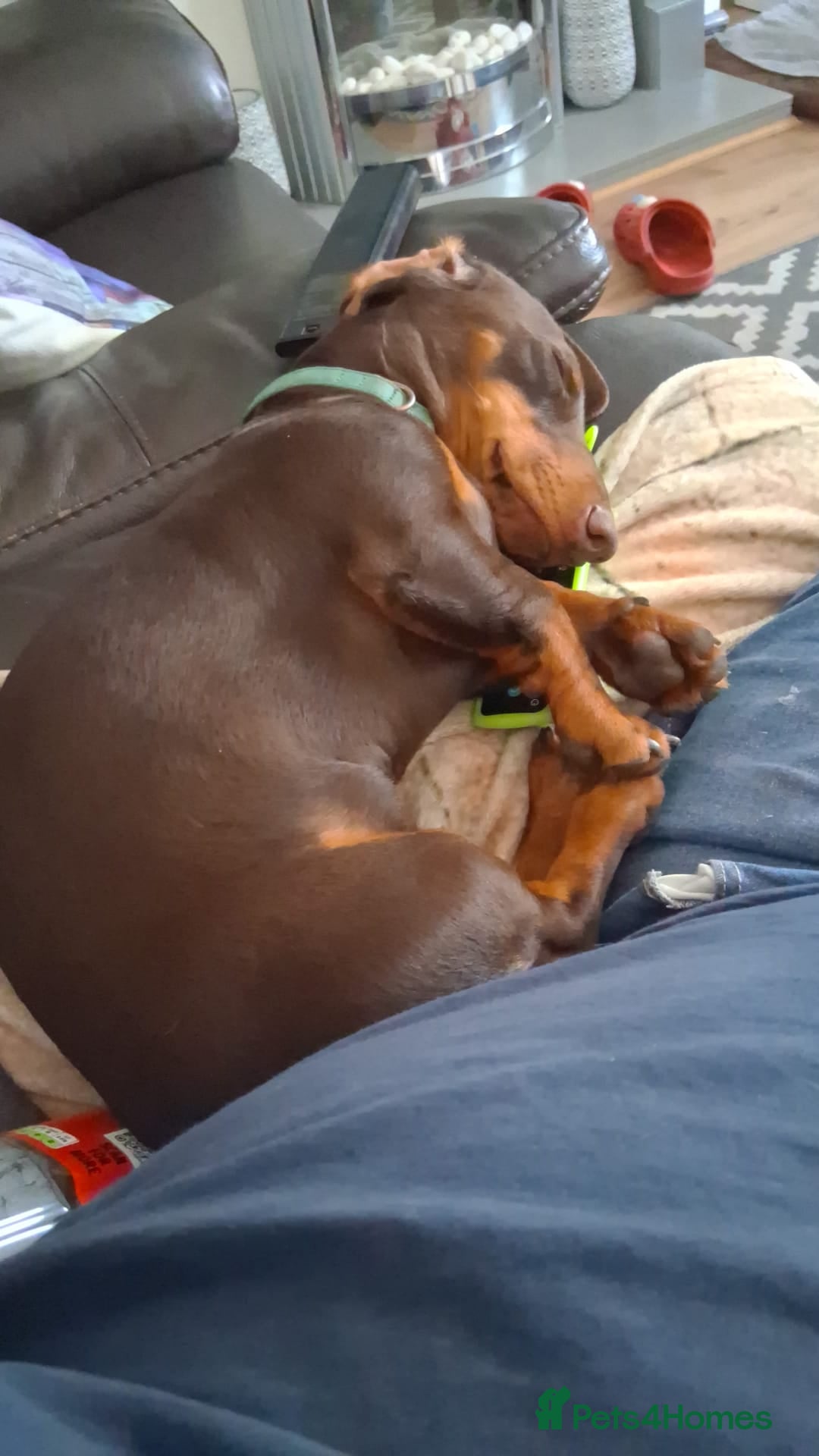 Miniature Dachshund dogs for stud: STUD ONLY  - Image 5