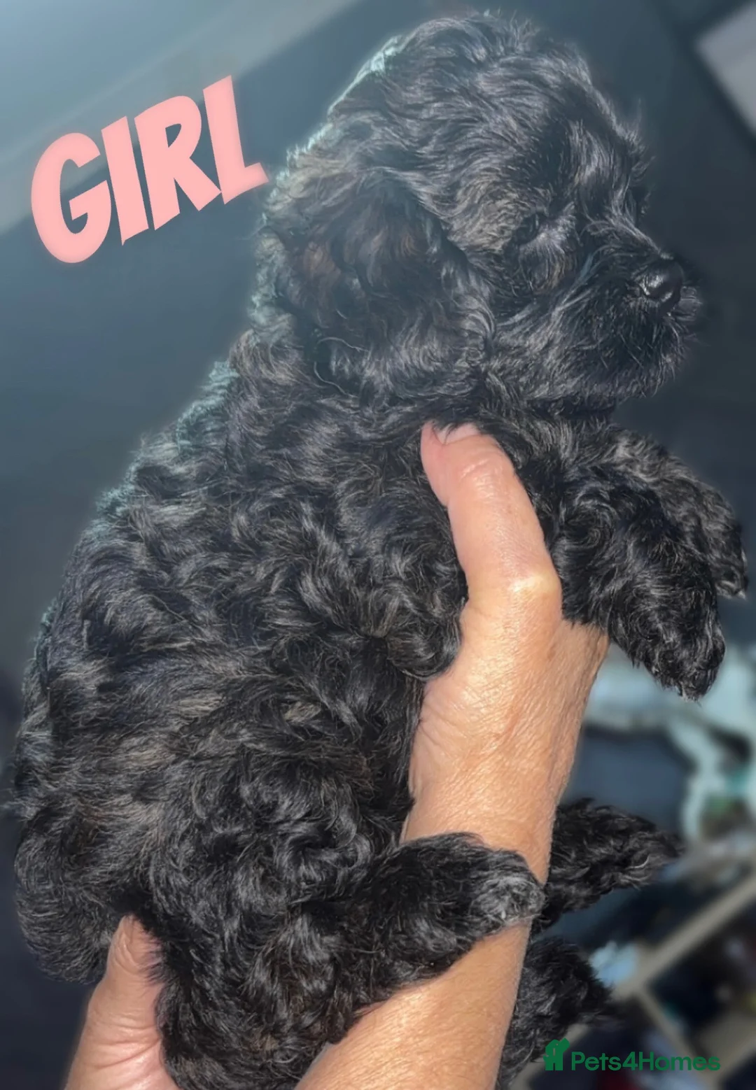 Shihpoo dogs for sale: Beautiful F1 Shihpoos - Advert 2