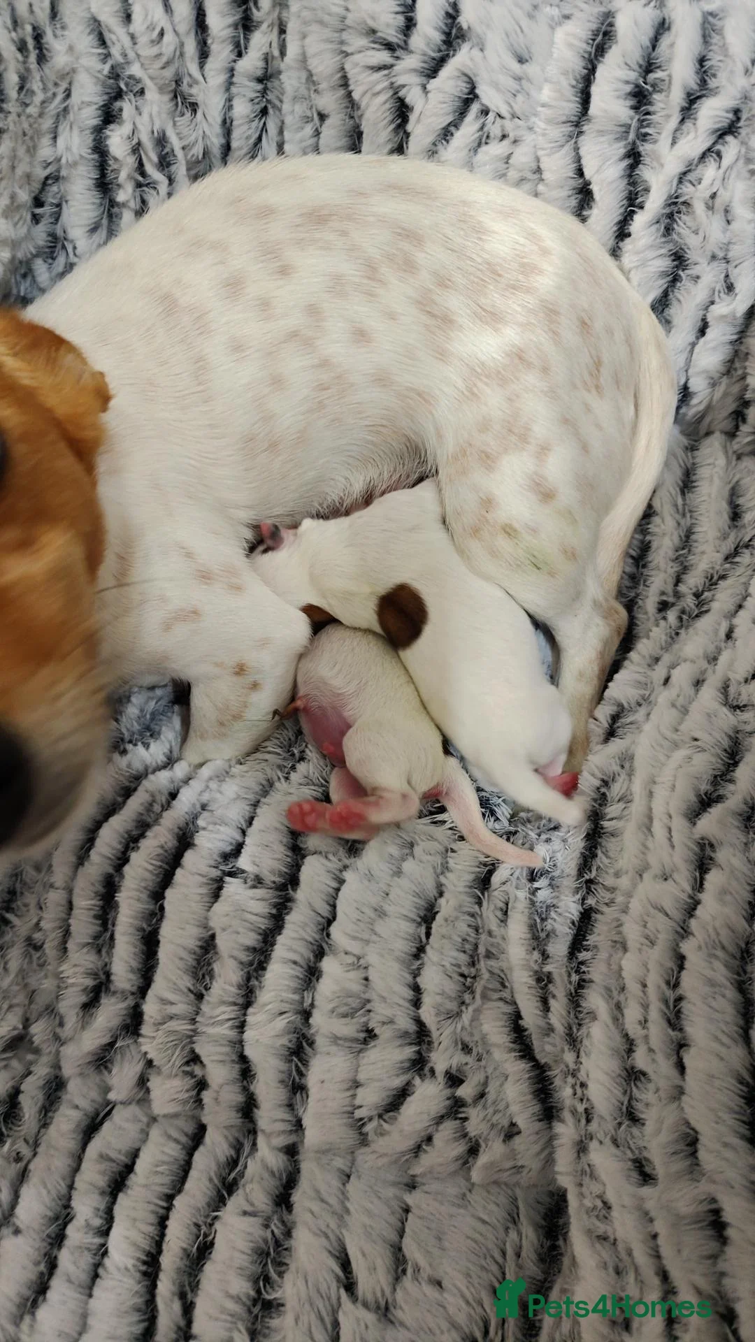 Jack Russell dogs for sale: 1 male pure mini jack russel - parents can be seen - Advert 1