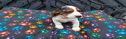 Cocker Spaniel dogs for sale: KC cocker spaniel puppies.  - Advert 13