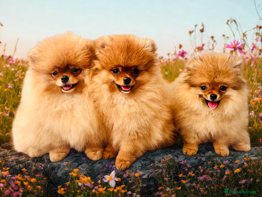 Pomeranian dogs for sale: 💗Last girl left! Royal Orange Pomeranian Pedigree - Image 7