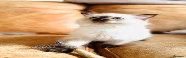 Ragdoll 1