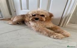 Cavapoo dogs for sale: 8 month old cavapoo for sale  - Image 2