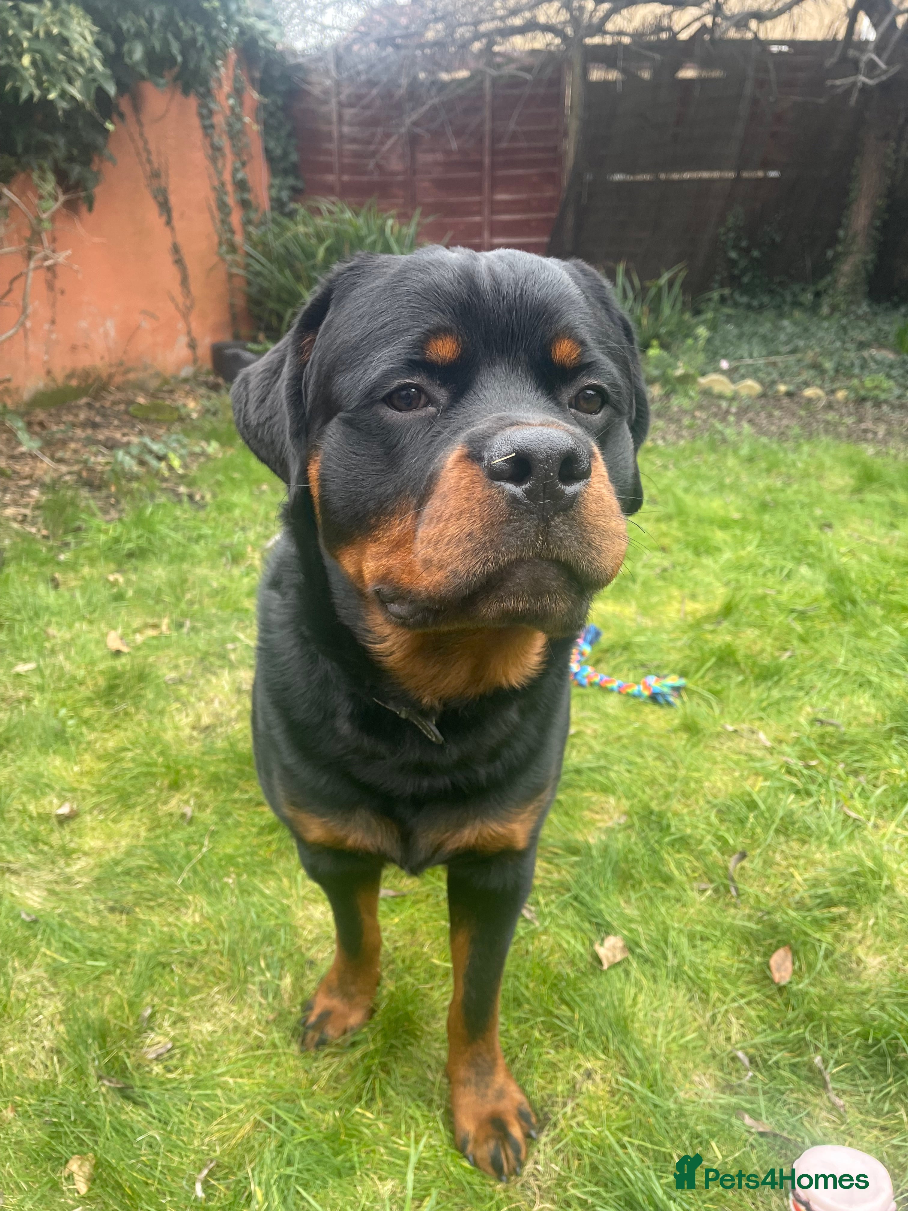 Rottweiler dogs Forever Home Needed for a Loving, Energetic Boy in Rhyl - Advert 3