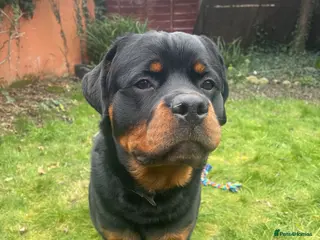 Rottweiler dogs Forever Home Needed for a Loving, Energetic Boy in Rhyl - Advert 3