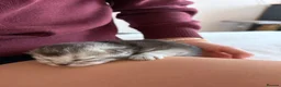 British Longhair cats for sale: Stunning British longhair x in Billingshurst - Advert 16
