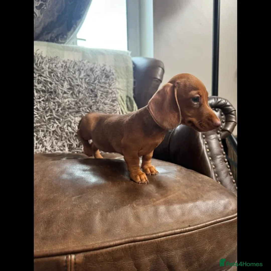 Dachshund dogs for sale: dachshund puppies - Image 10
