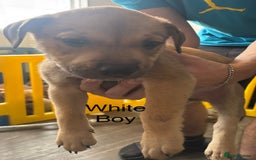 Mixed Breed dogs for sale: Puppies looking for forever homes  - Image 3