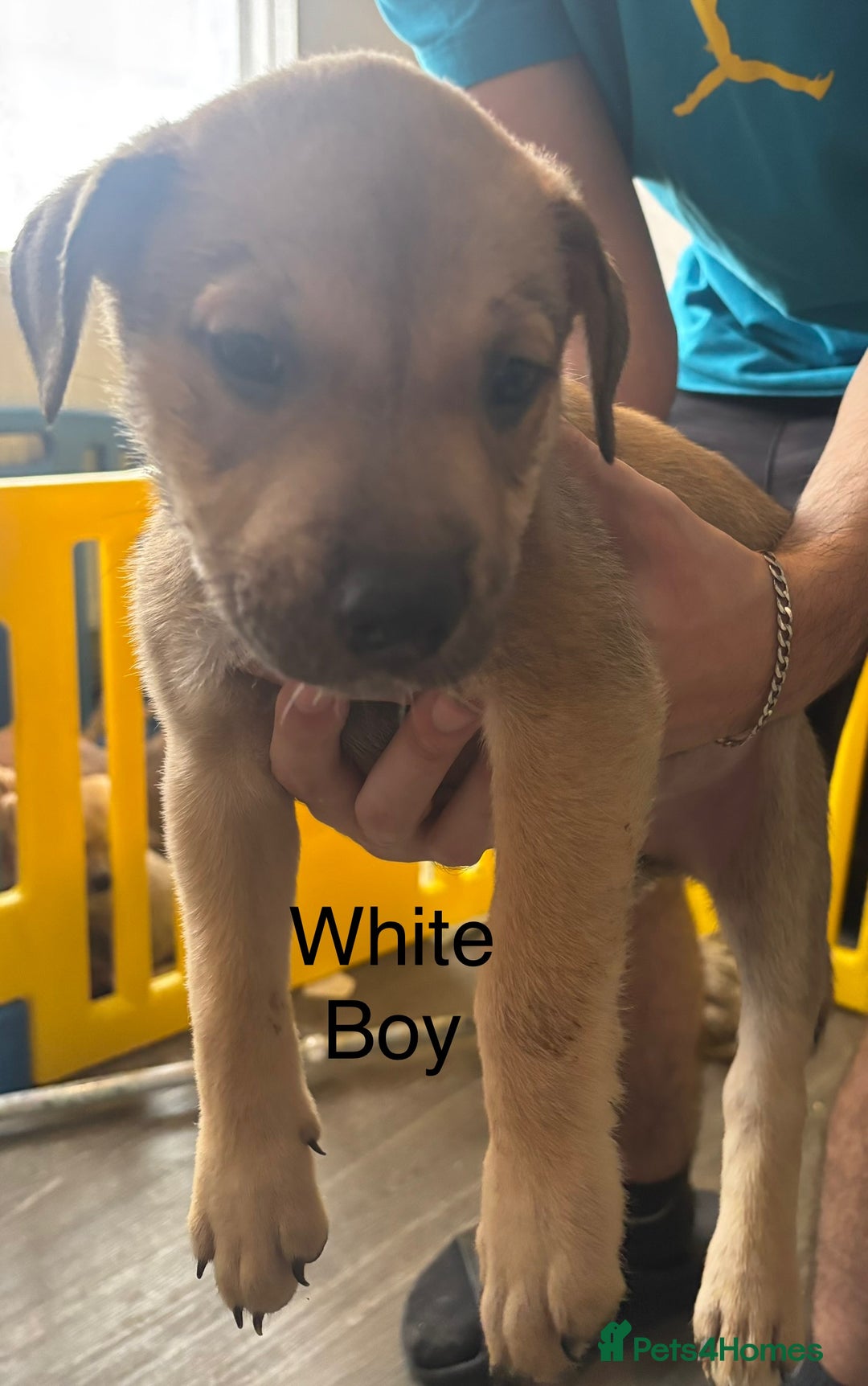 Mixed Breed dogs for sale: Puppies looking for forever homes  - Image 3