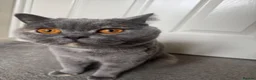 British Shorthair cats for sale: British Shorthair  - Advert 10