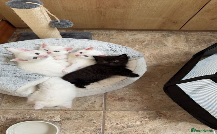 Domestic Shorthair cats - Advert 9