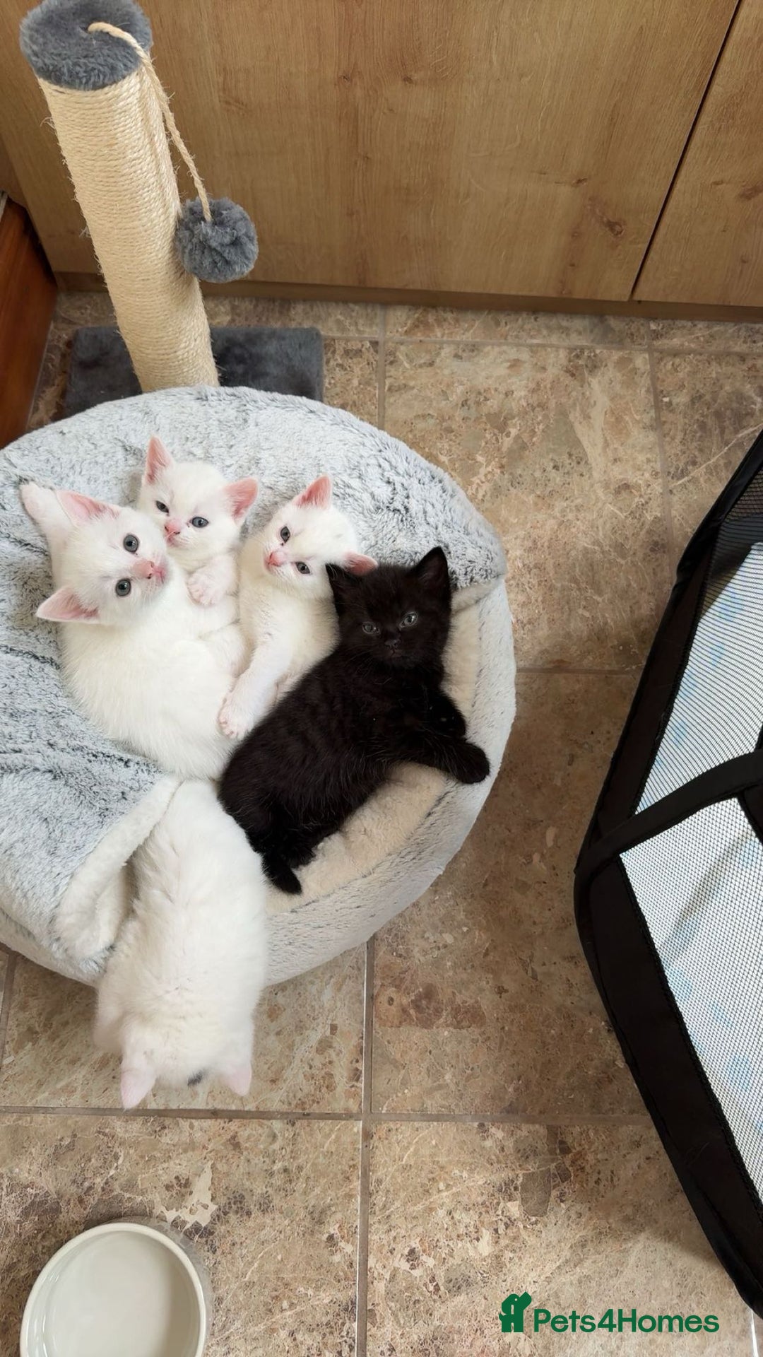Domestic Shorthair cats for sale: BEAUTIFUL SHORTHAIR KITTENS 🌸 (8 WEEK) - Image 1