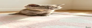 British Shorthair 5
